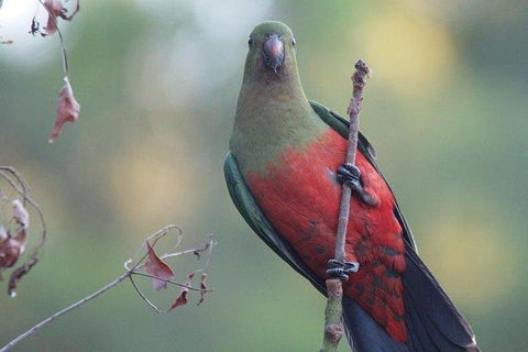 Inside The Greater Blue Mountains World Heritage - A Wildlife Safari Overnight - Broome Tourism 0