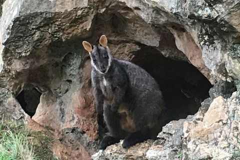 Inside The Greater Blue Mountains World Heritage - A Wildlife Safari Overnight - Broome Tourism 1