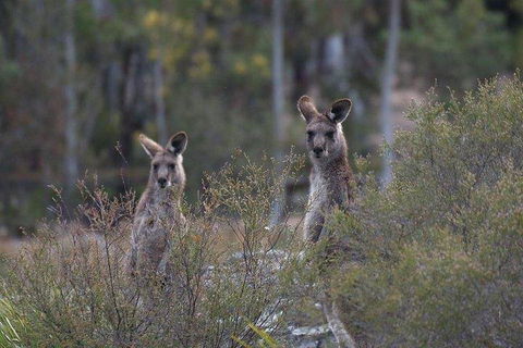 Inside The Greater Blue Mountains World Heritage - A Wildlife Safari Overnight - Broome Tourism 2