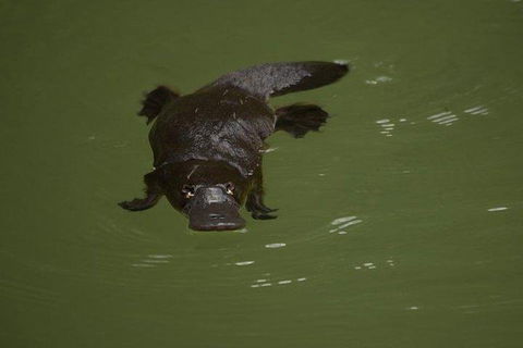 Inside The Greater Blue Mountains World Heritage - A Wildlife Safari Overnight - Broome Tourism 5