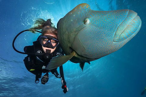 Great Barrier Reef Snorkeling And Diving Cruise From Cairns - Broome Tourism 0