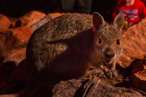 Alice Springs Desert Park Nocturnal Tour - Broome Tourism 3