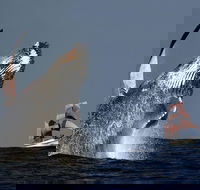 Sydney Harbour Tall Ship Whale  Sail - Whale Watching Cruise - Broome Tourism