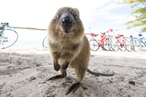 Rottnest Island Round-Trip Ferry From Perth Or Fremantle - Broome Tourism 3