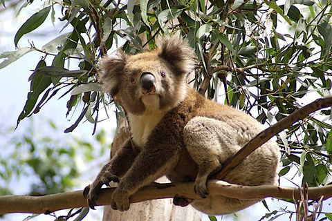 Melbourne Combo: Great Ocean Road, Puffing Billy, Moonlit Sanctuary & Penguins - Broome Tourism 3