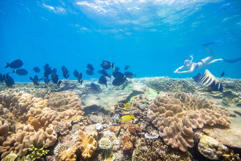 Outer Reef Pontoon Experience From Cairns - Broome Tourism 4