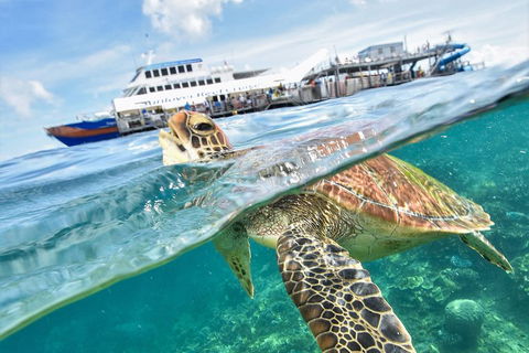Outer Reef Pontoon Experience From Cairns - Broome Tourism 5