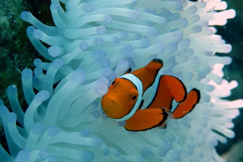 Seastar Luxury Outer Great Barrier Reef Island And Reef Tour From Cairns - Broome Tourism 0