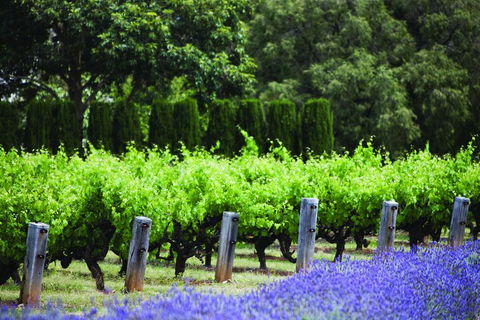 Ultimate Penfolds Magill Estate Experience - Broome Tourism 1