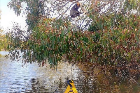 Kangaroo Island Self-Guided Kayaking On The Harriet River - Broome Tourism 4