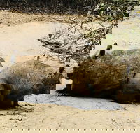 Phillip Island Penguin Parade Brighton Bathing Boxes and Wildlife Park Tour - Broome Tourism