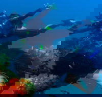 Scuba Dive the S.S. Yongala Wreck on the Great Barrier Reef. - Broome Tourism