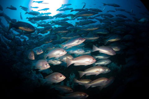 Scuba Dive The S.S. Yongala Wreck On The Great Barrier Reef. - Broome Tourism 4