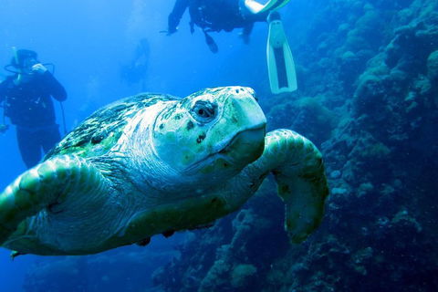 Scuba Dive The S.S. Yongala Wreck On The Great Barrier Reef. - Broome Tourism 5