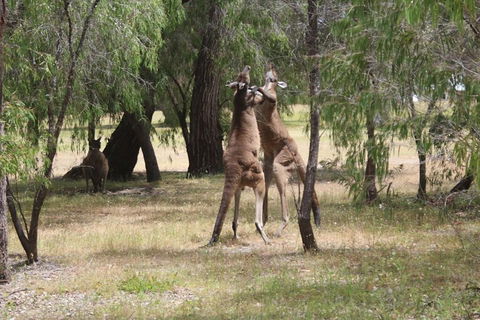 Margaret River Coastal And Wildlife Eco Trip From Busselton Or Dunsborough - Broome Tourism 1